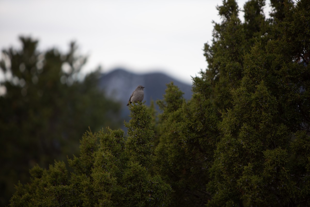 Townsend's Solitaire - ML626688738