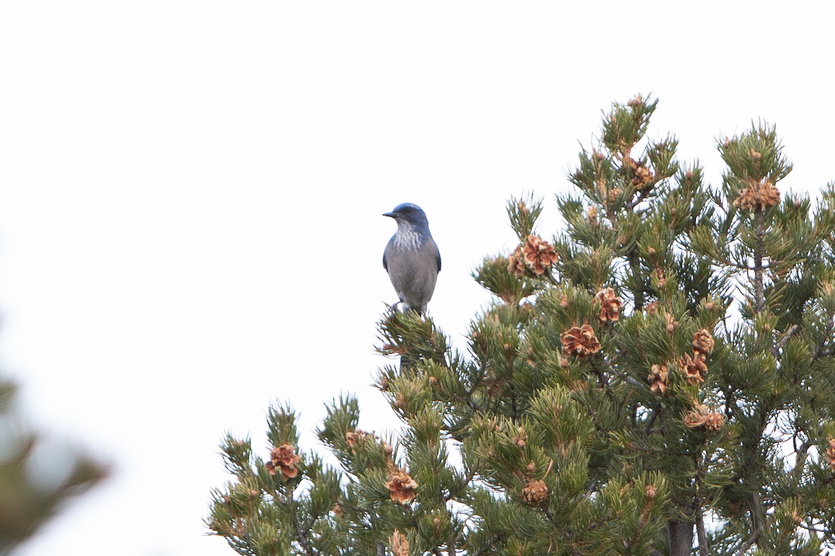 Woodhouse's Scrub-Jay - ML626688740