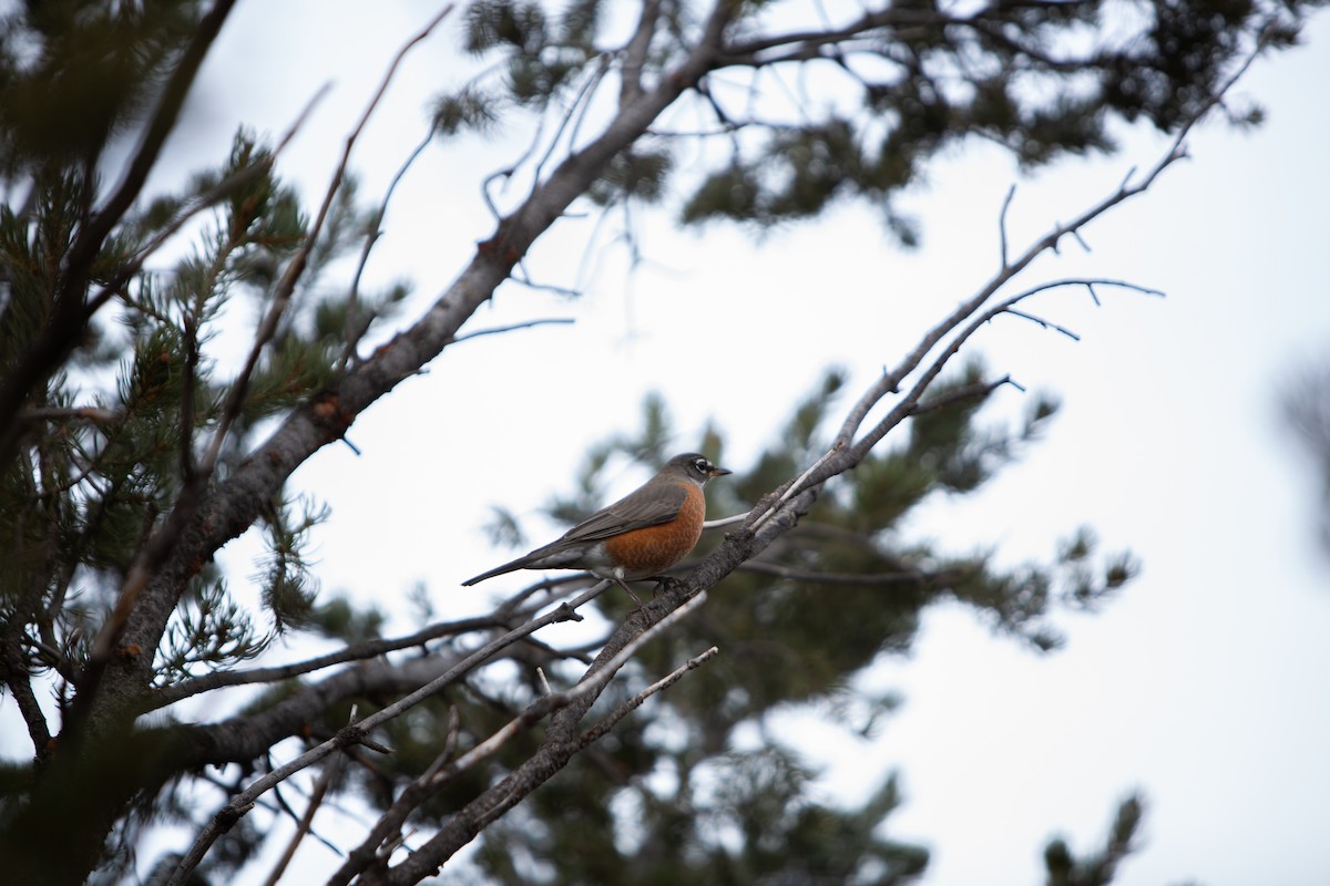 American Robin - ML626688743