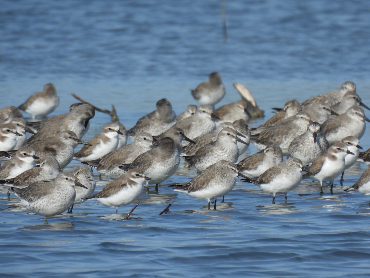 Red Knot - ML626688750