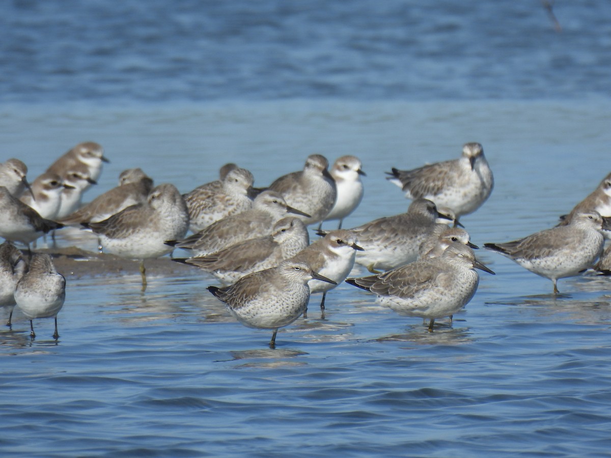 Red Knot - ML626688758