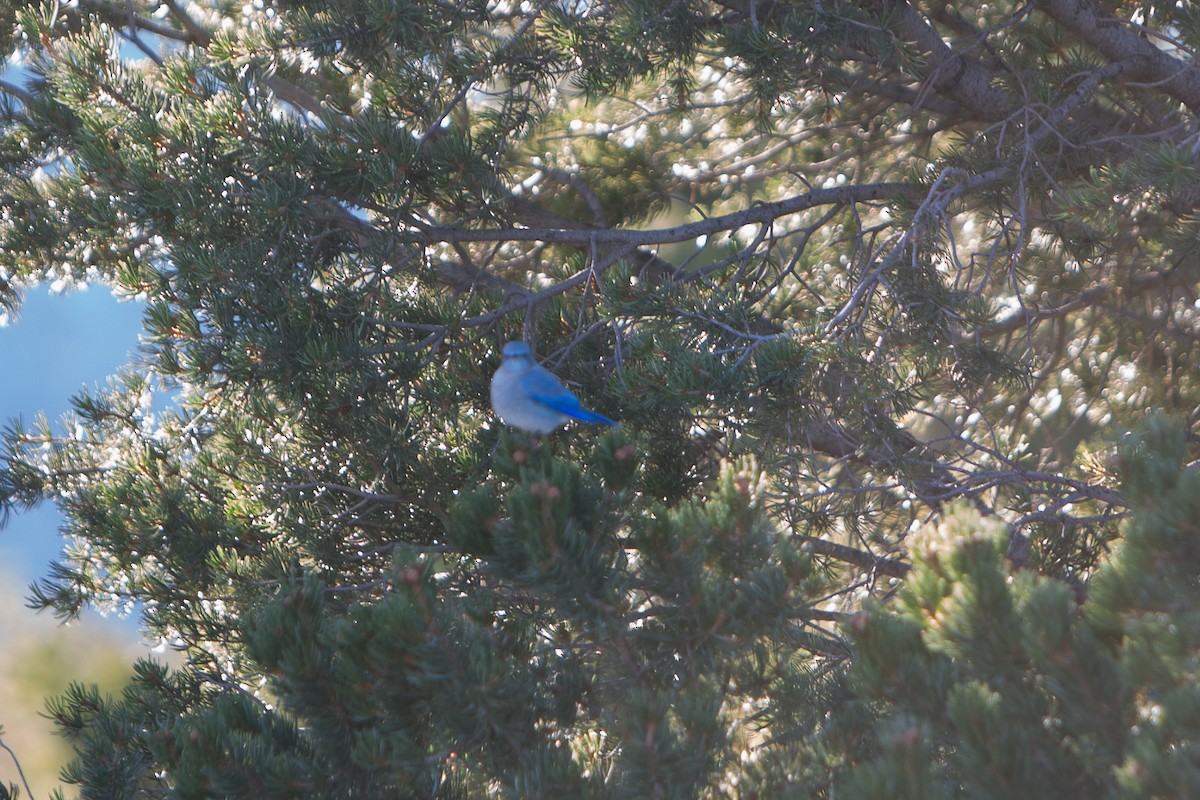 Mountain Bluebird - ML626688798