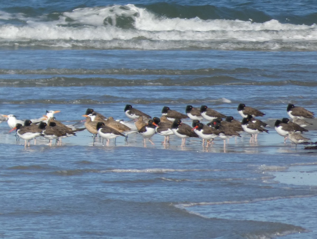 Marbled Godwit - ML626689165