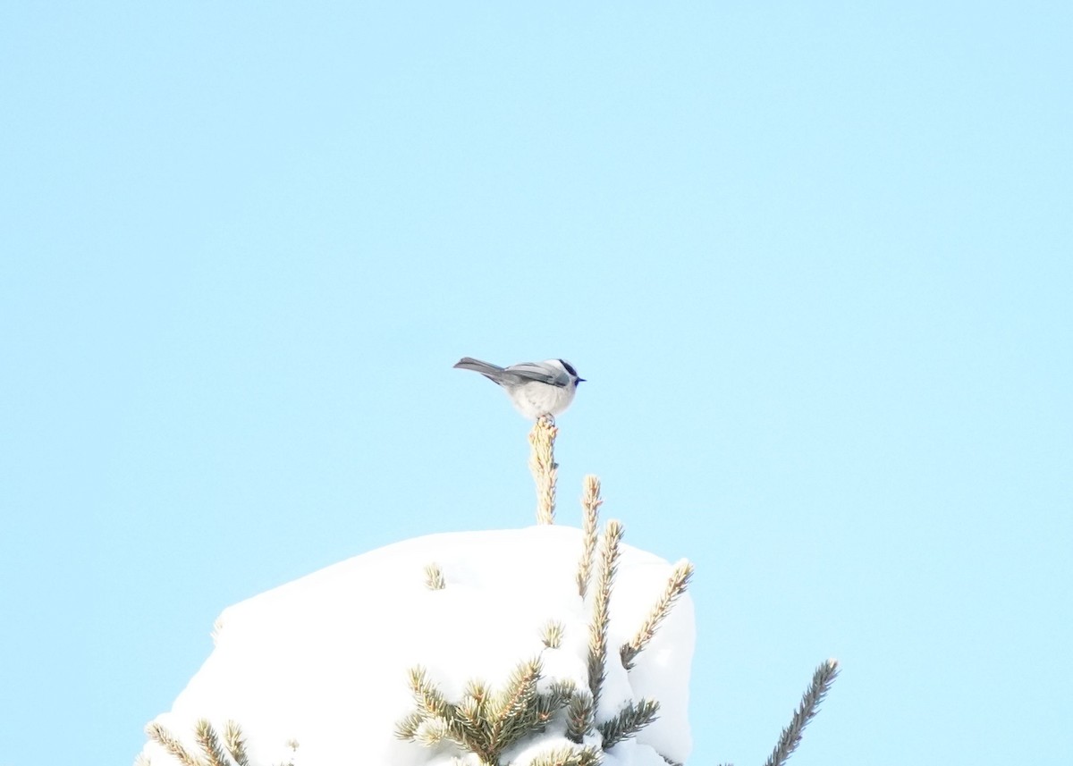 Mountain Chickadee - ML626689174