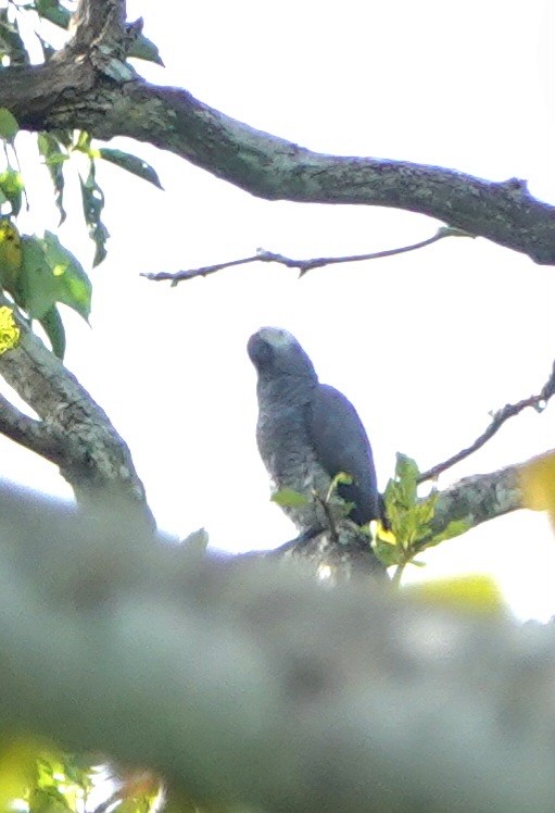 Gray Parrot (Gray) - ML626689189