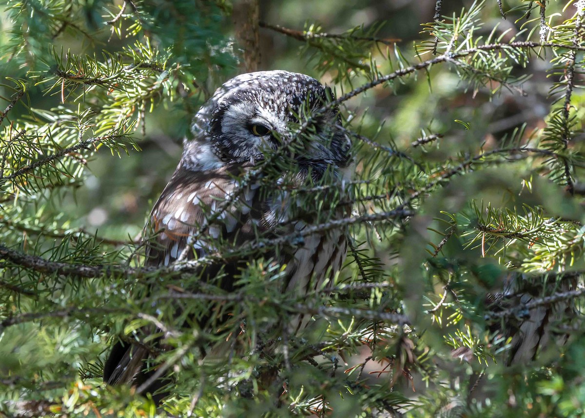 Boreal Owl - ML626689243