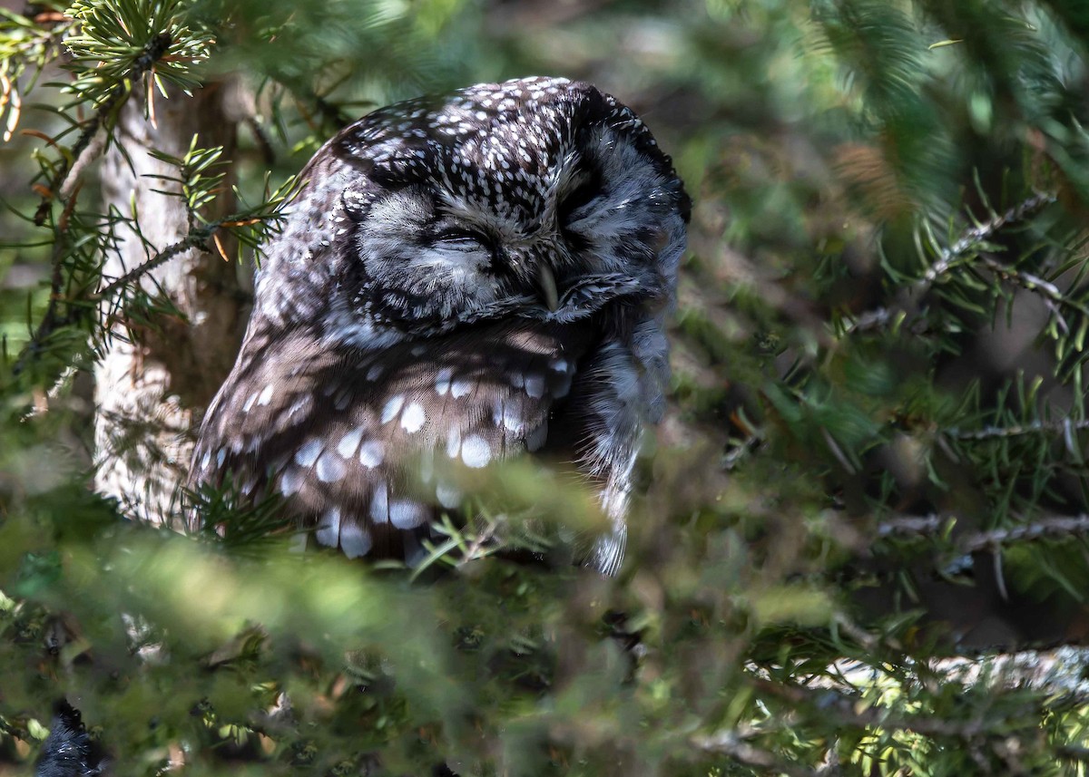 Boreal Owl - ML626689244
