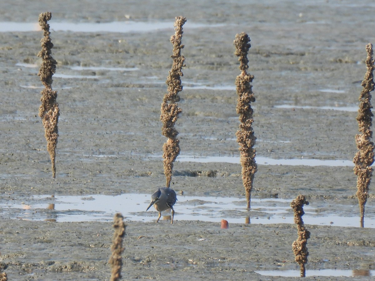 Striated Heron (Old World) - ML626689304