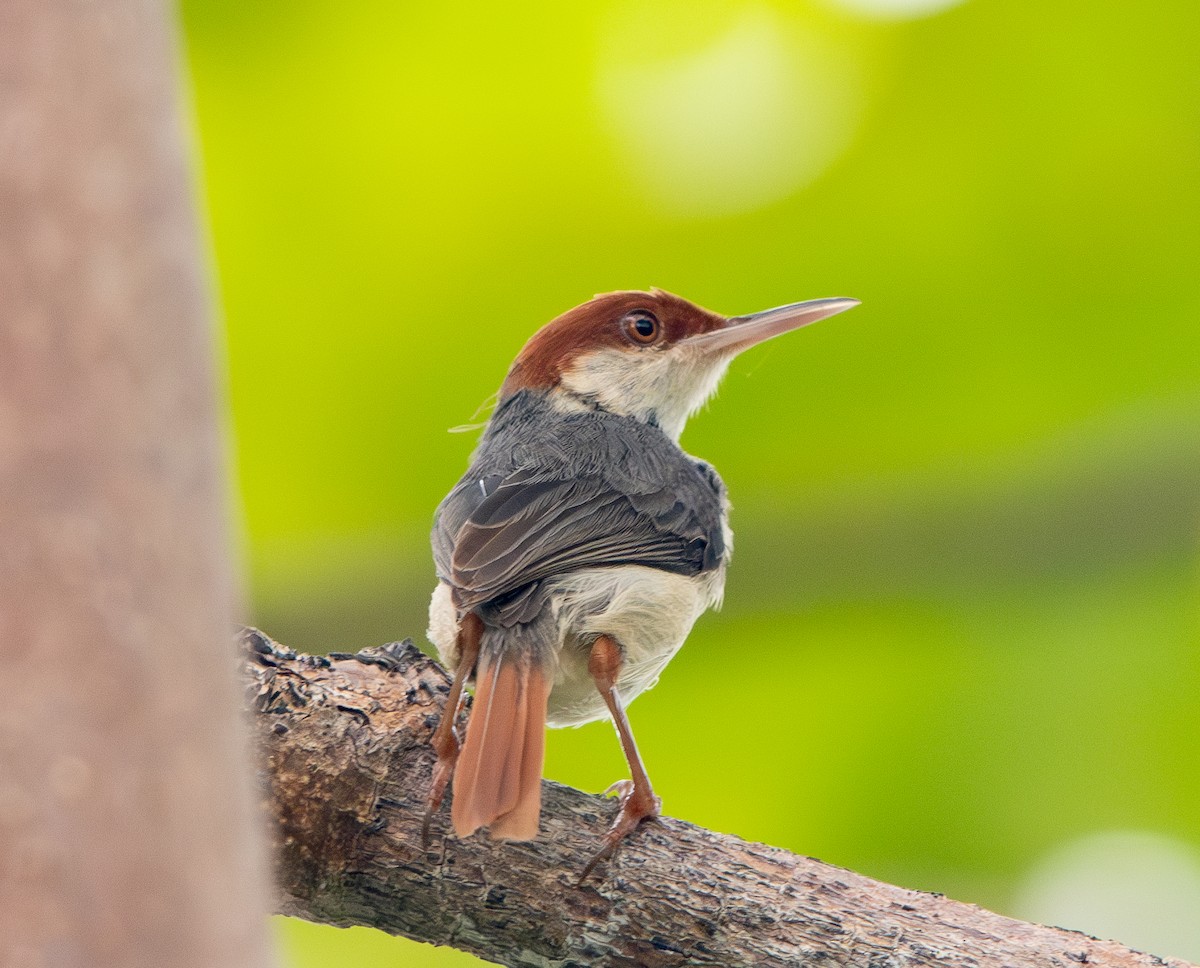 Rufous-tailed Tailorbird - ML626689315