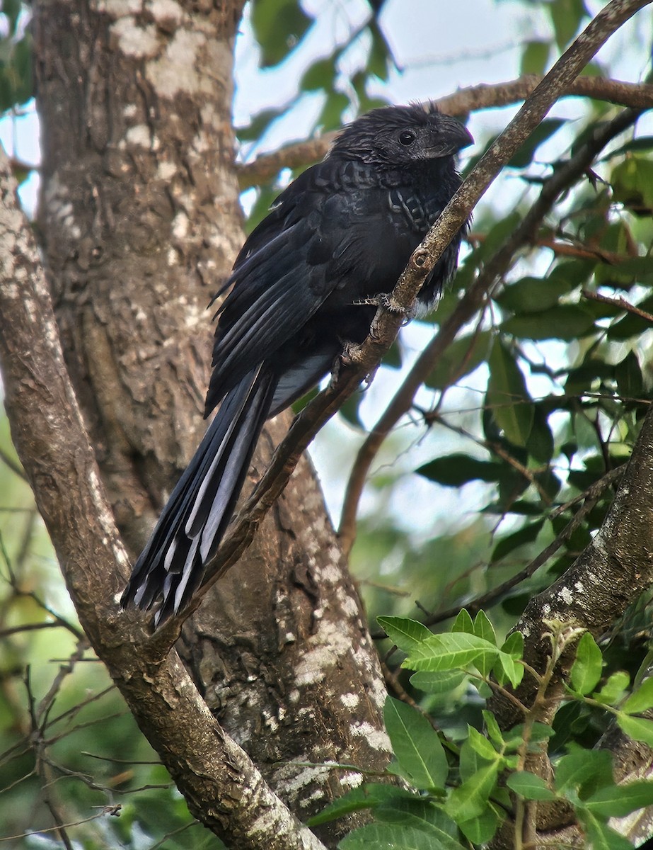 Groove-billed Ani - ML626689406