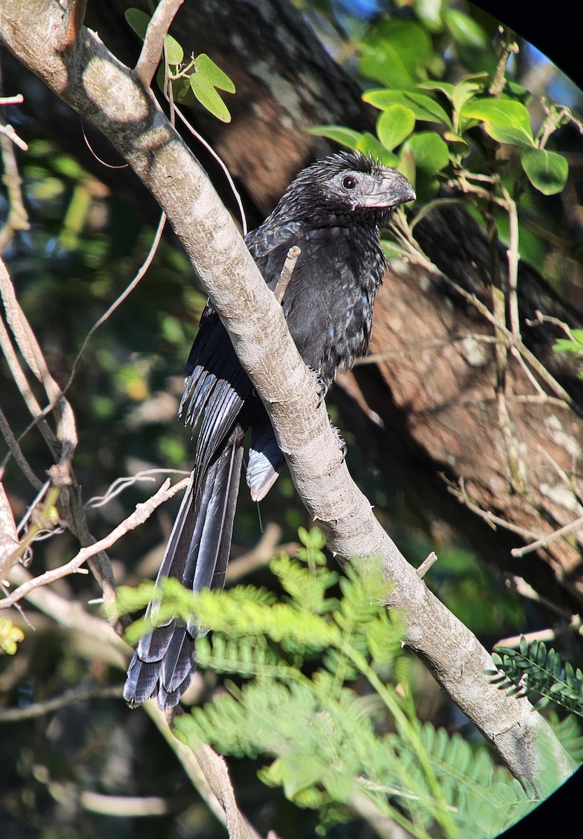 Groove-billed Ani - ML626689407