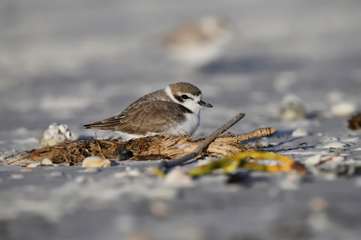 Snowy Plover - ML626689437