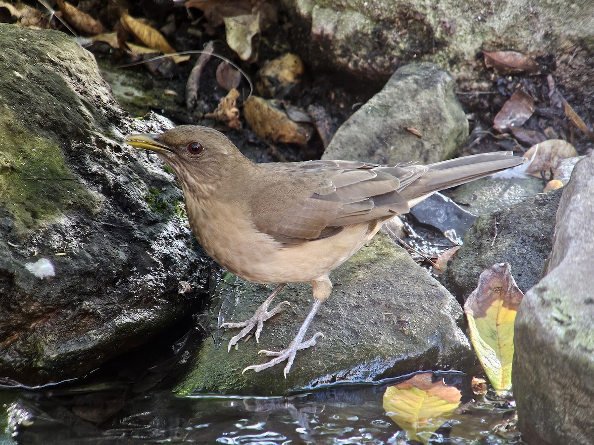 Clay-colored Thrush - ML626689474
