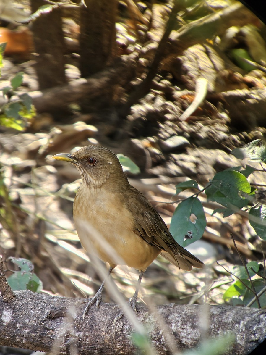Clay-colored Thrush - ML626689483