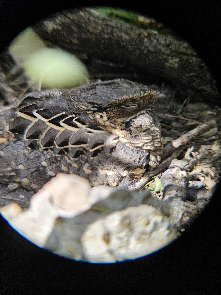 Common Pauraque - ML626689530