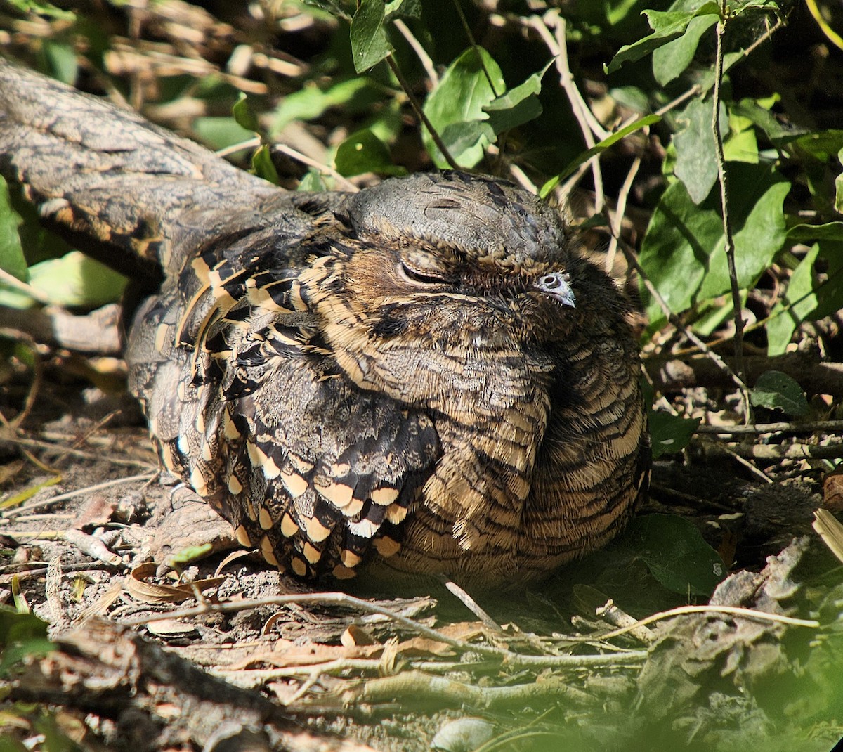 Common Pauraque - ML626689531