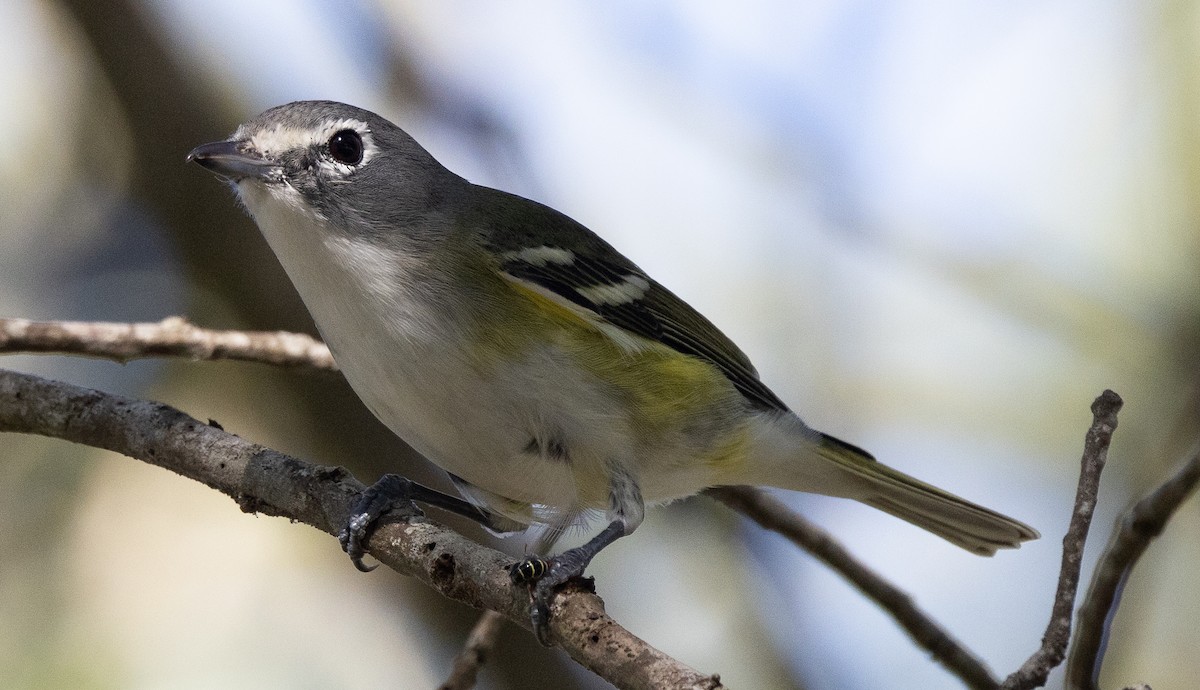 Blue-headed Vireo - ML626689561