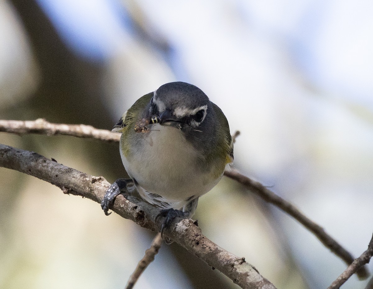 Blue-headed Vireo - ML626689568