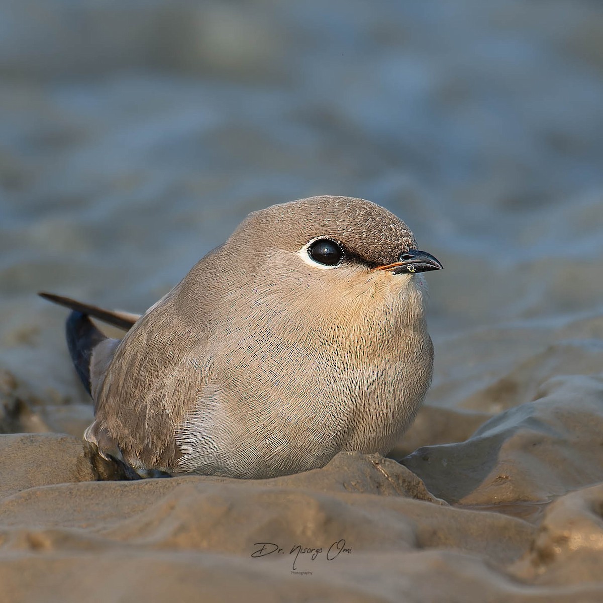 Small Pratincole - ML626689573