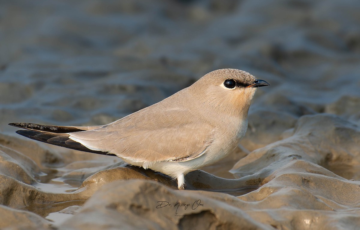 Small Pratincole - ML626689574