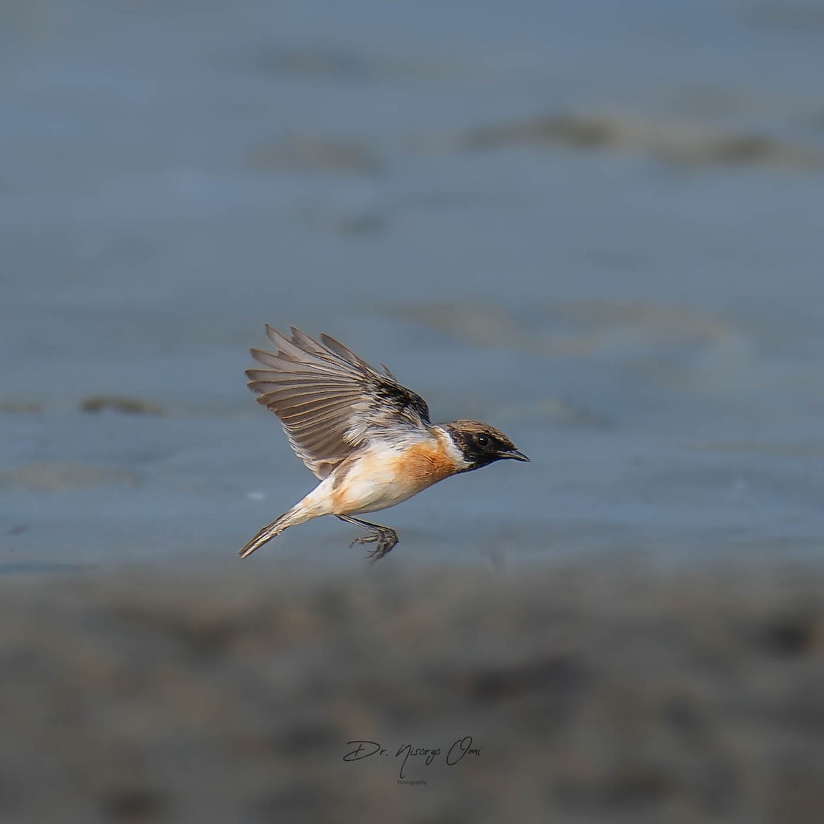 White-tailed Stonechat - ML626689580