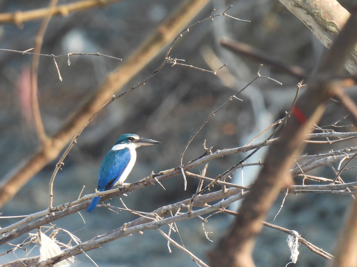 Collared Kingfisher - ML626689607