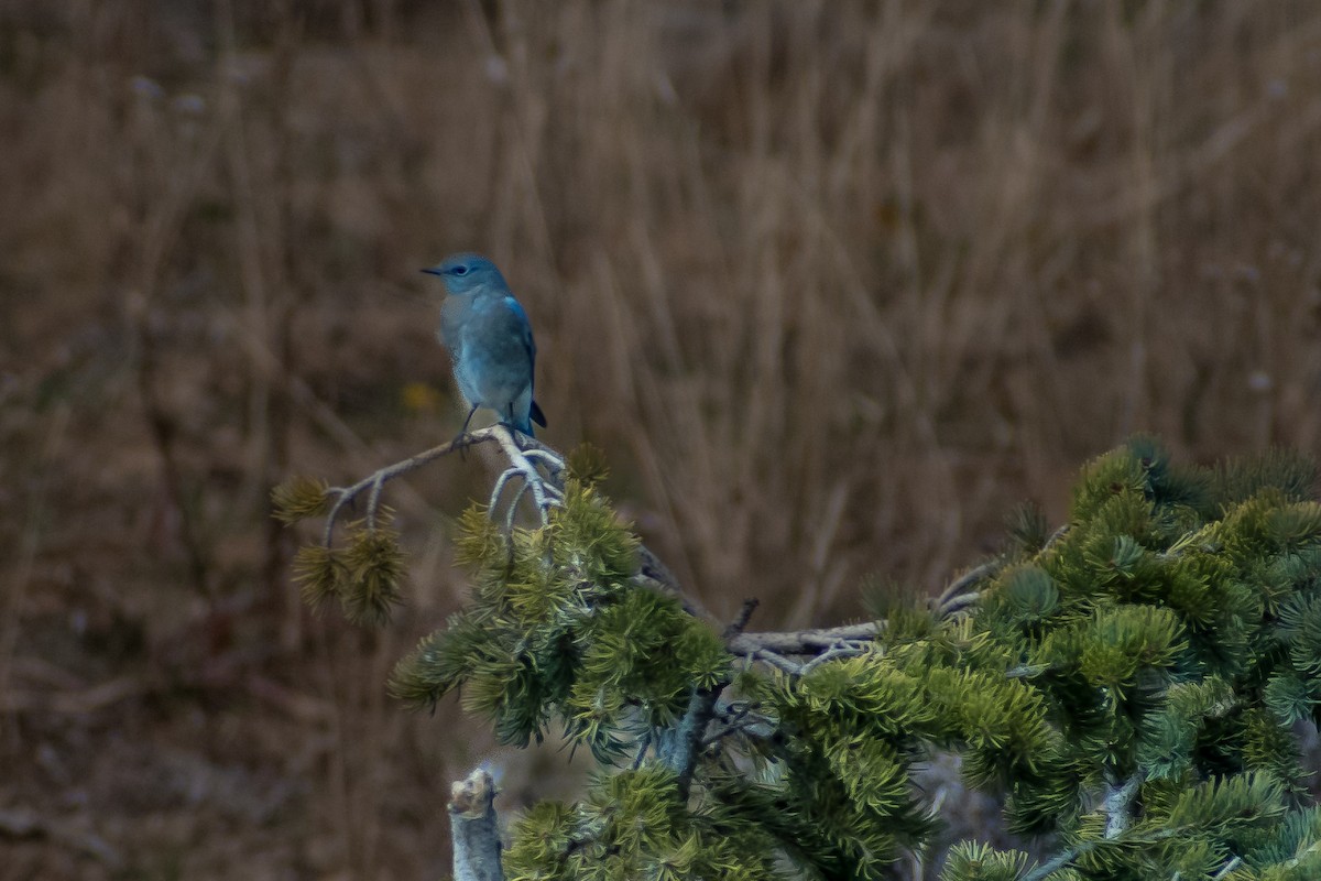 Mountain Bluebird - ML626689659
