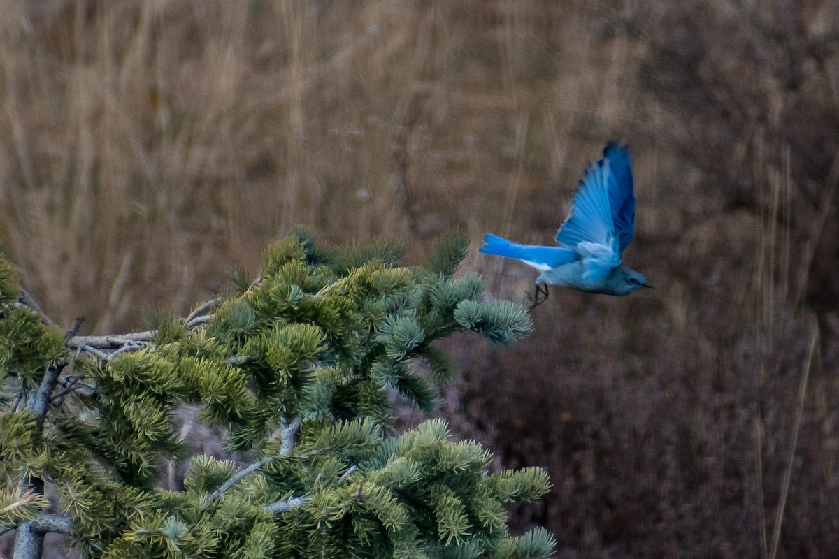 Mountain Bluebird - ML626689660