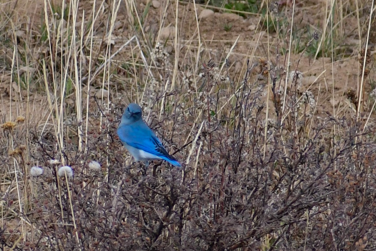 Mountain Bluebird - ML626689661