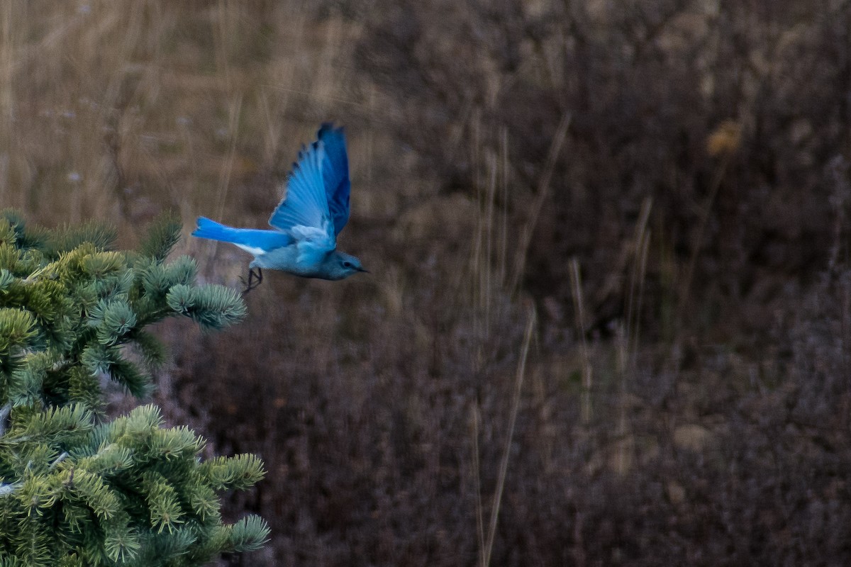 Mountain Bluebird - ML626689663