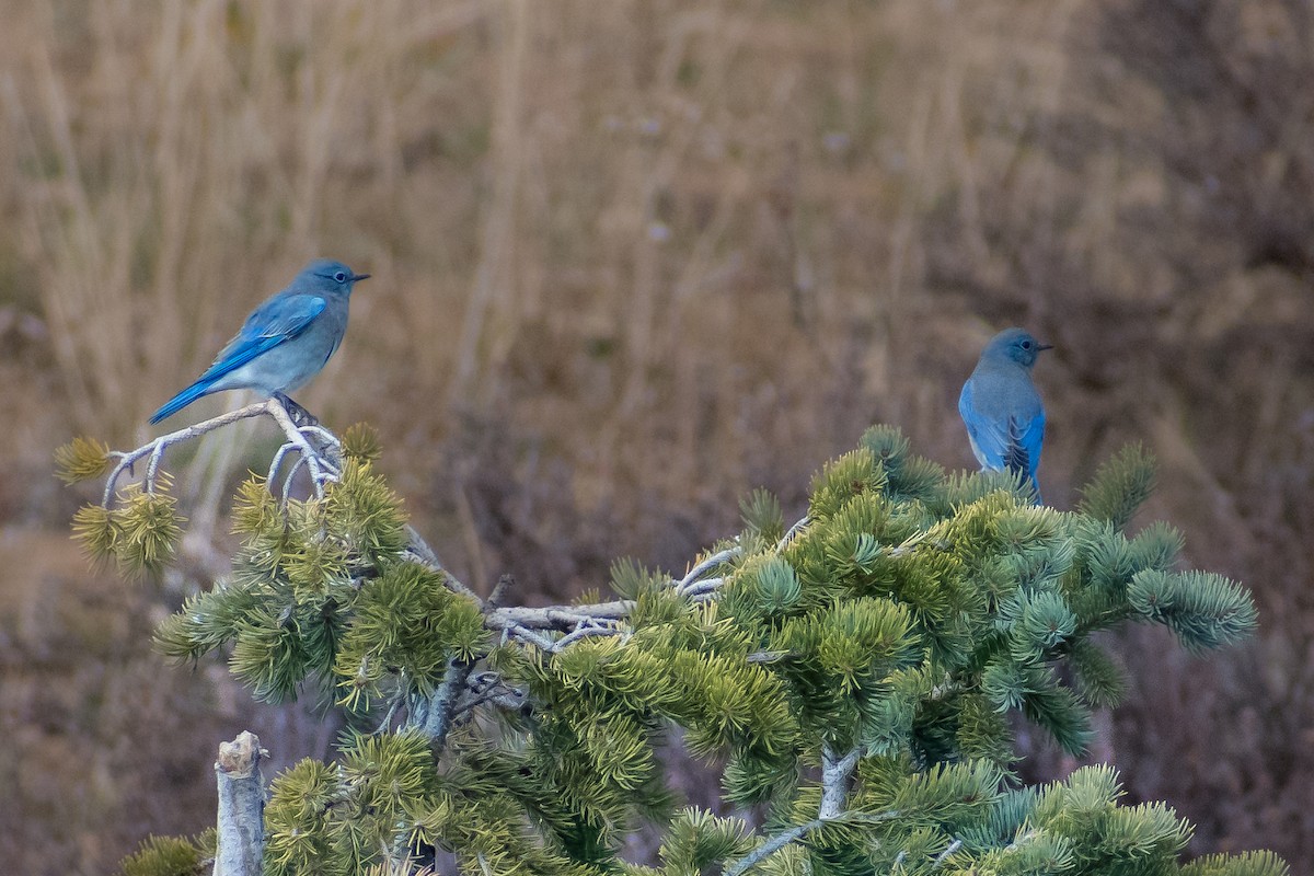 Mountain Bluebird - ML626689664