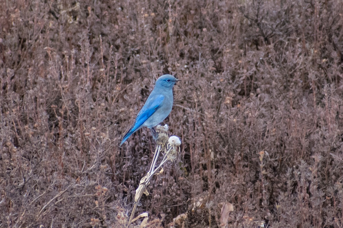 Mountain Bluebird - ML626689665