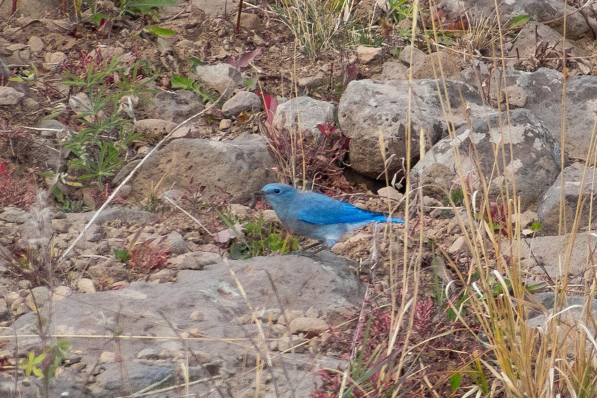 Mountain Bluebird - ML626689666