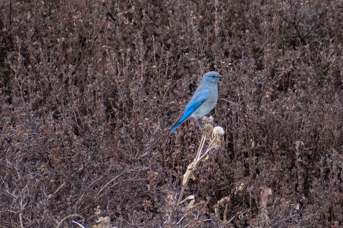 Mountain Bluebird - ML626689667