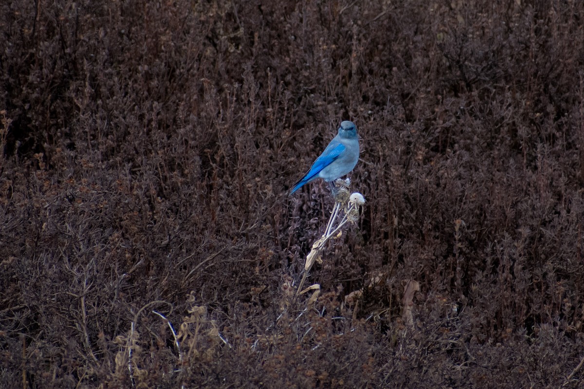 Mountain Bluebird - ML626689668