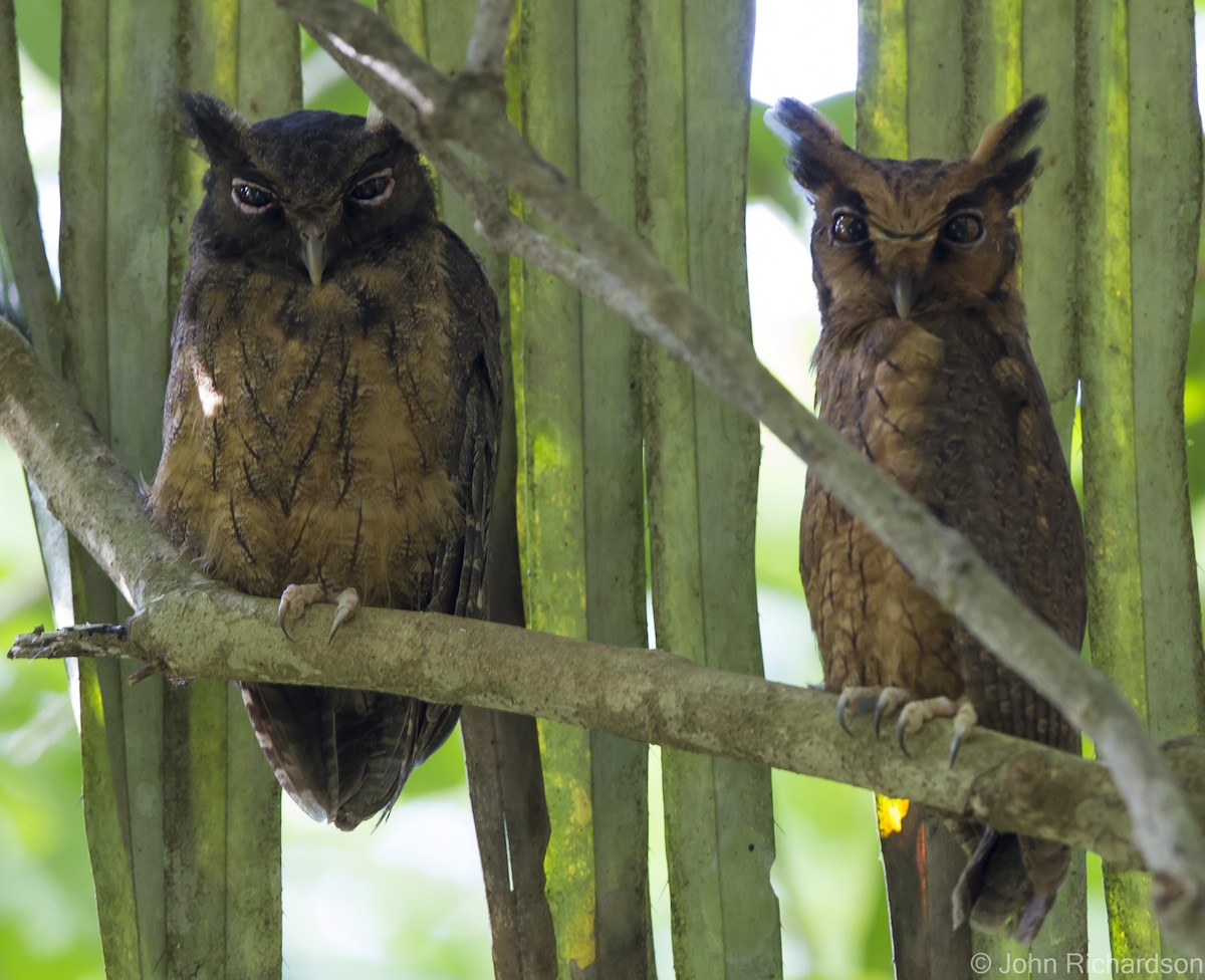 Amazon Puhucuğu - ML626689800