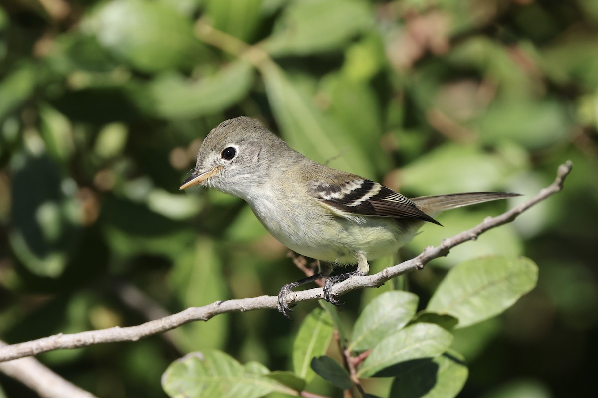 Least Flycatcher - ML626689945