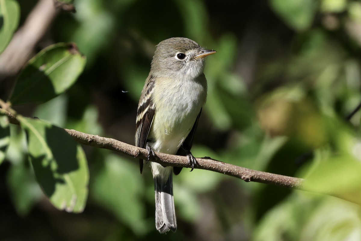 Least Flycatcher - ML626689947