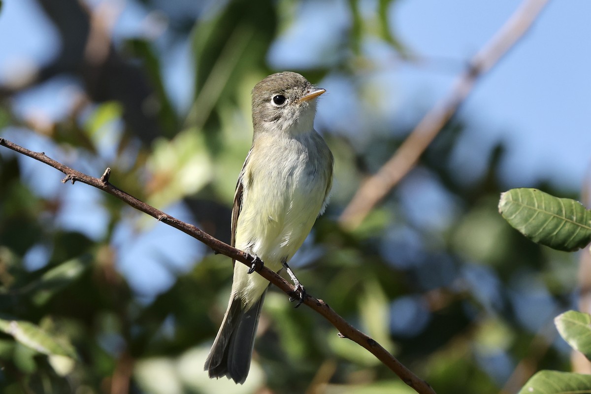 Least Flycatcher - ML626689953