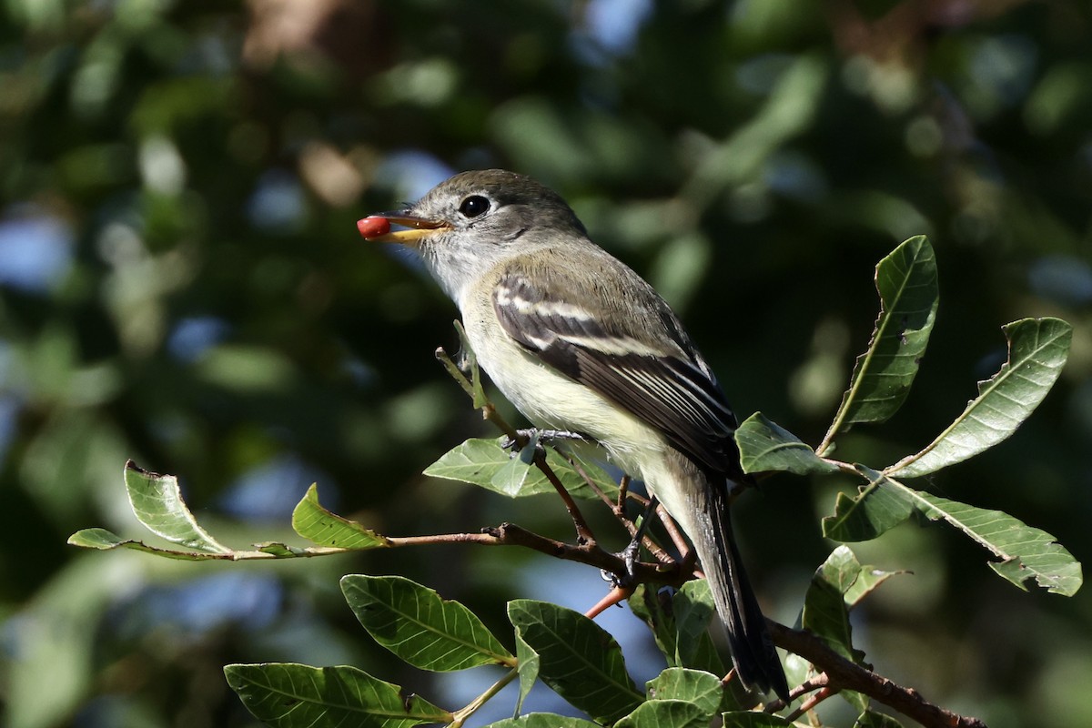 Least Flycatcher - ML626689960