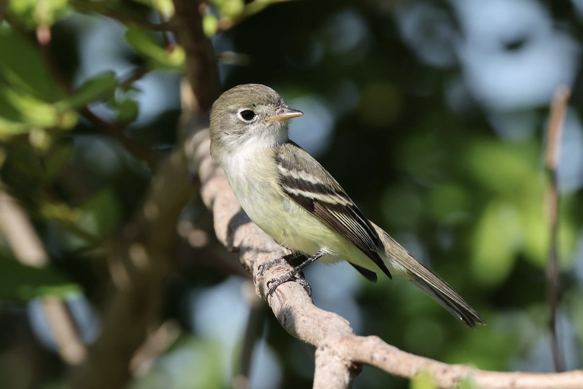 Least Flycatcher - ML626689967