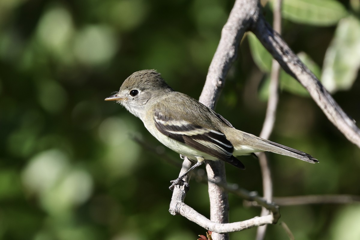 Least Flycatcher - ML626689979