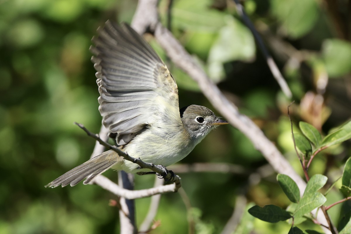 Least Flycatcher - ML626689981