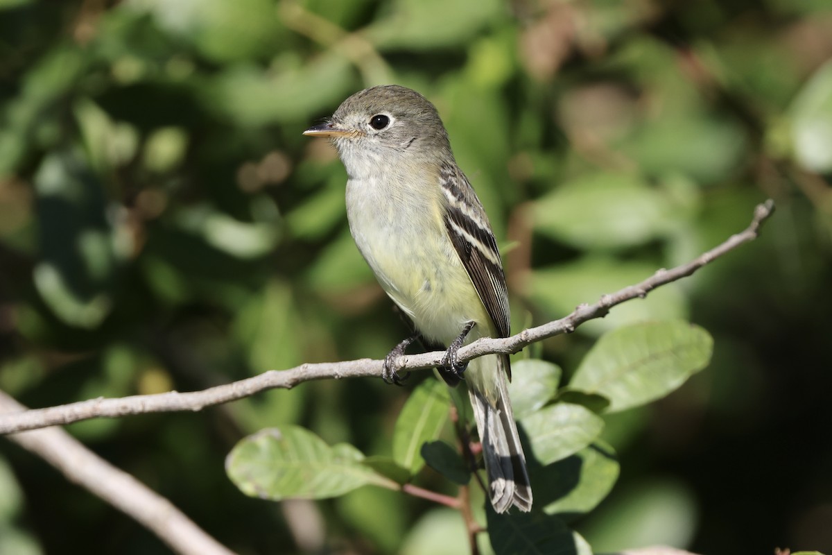 Least Flycatcher - ML626689989