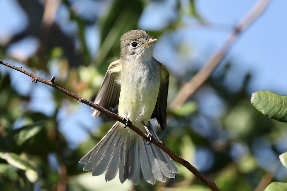 Least Flycatcher - ML626689997