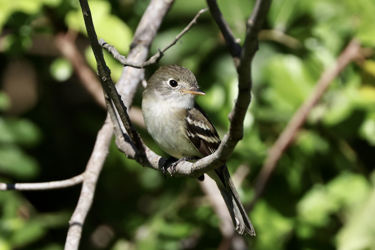 Least Flycatcher - ML626690005