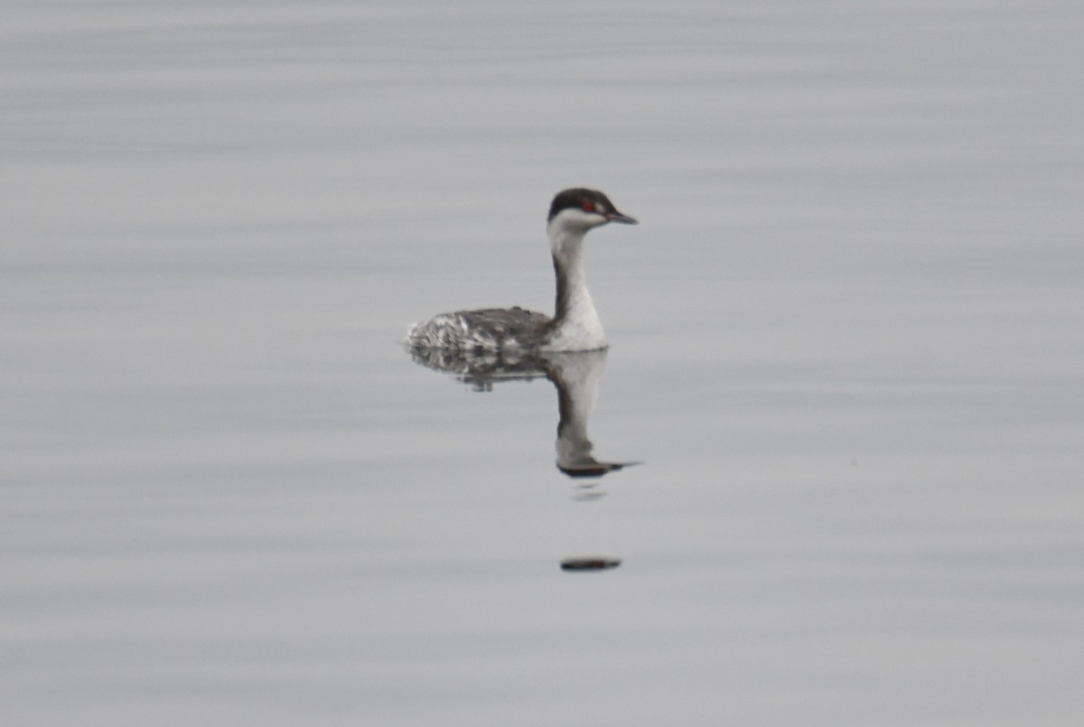 Grèbe esclavon - ML626690021