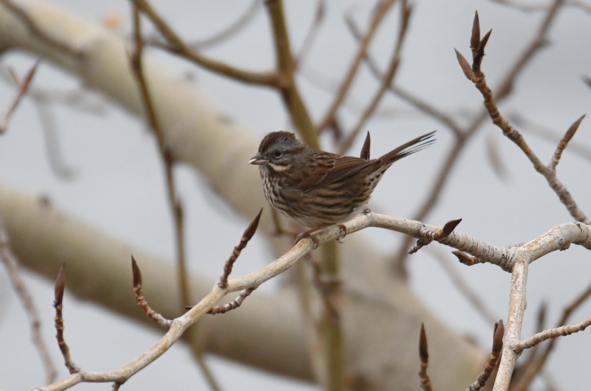 Bruant chanteur - ML626690033