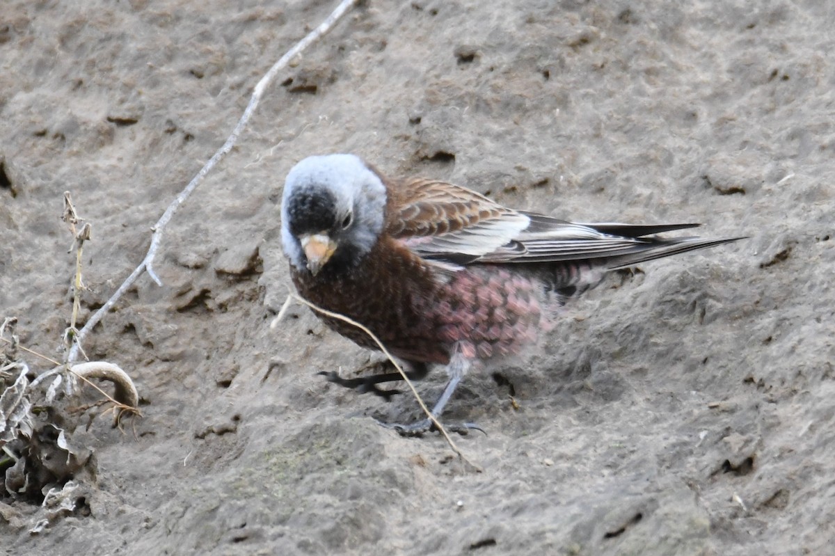 Gray-crowned Rosy-Finch (Hepburn's) - ML626690201