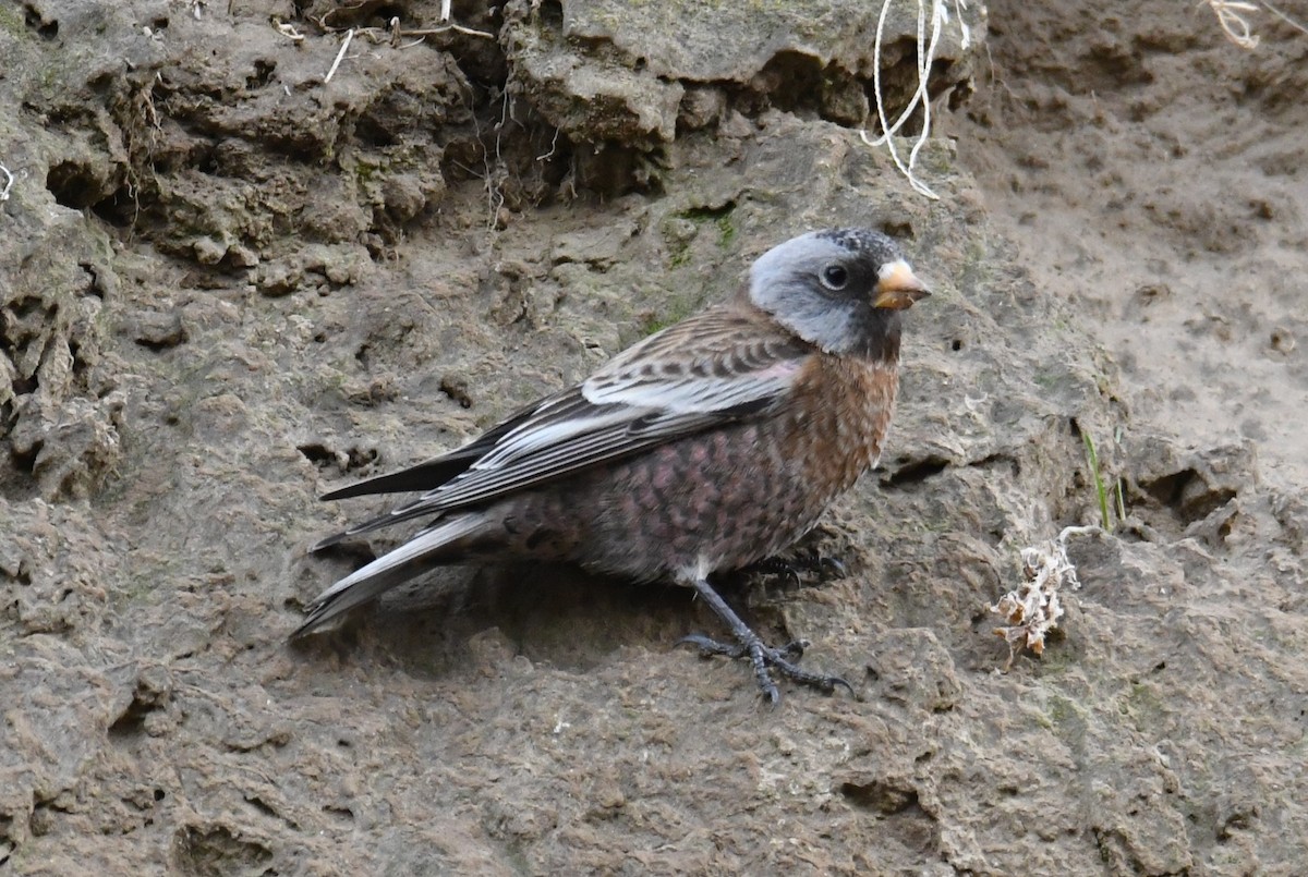 Gray-crowned Rosy-Finch (Hepburn's) - ML626690202